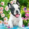 Puzzle French bulldog puppy 500