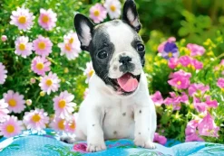 Puzzle French bulldog puppy 500