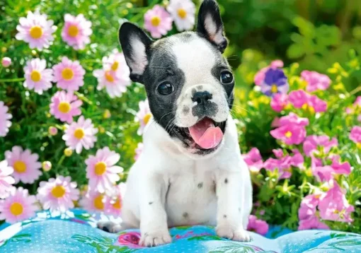 Puzzle French bulldog puppy 500