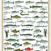 Puzzle Freshwater fish