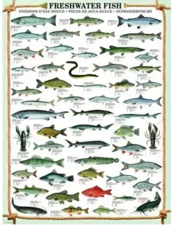Puzzle Freshwater fish