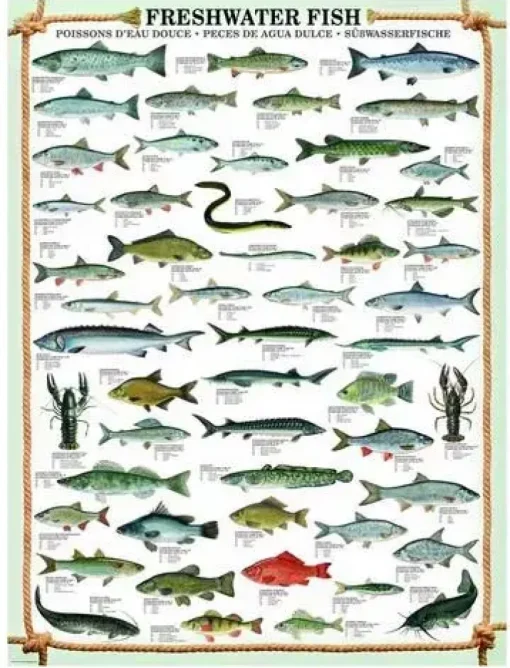 Puzzle Freshwater fish