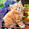 Puzzle Ginger Kitten 2