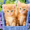 Puzzle Ginger Kittens 60
