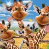 Puzzle Giraffe Selfie 500
