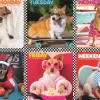 Puzzle Happy dogs 200 pieces