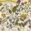 Puzzle Herbarium: Medicinal herbs