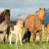 Puzzle Horse family 200