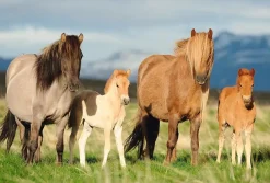 Puzzle Horse family 200