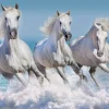 Puzzle Horse Paradise