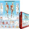 Puzzle Human body
