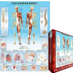 Puzzle Human body