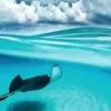 Puzzle Humboldt: Cayman Island