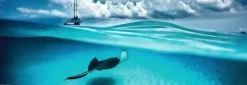 Puzzle Humboldt: Cayman Island