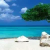 Puzzle Humboldt: Divi Divi Tree