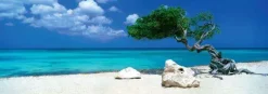 Puzzle Humboldt: Divi Divi Tree