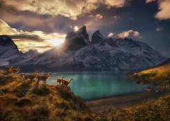 Puzzle Humboldt: Guanacos camels at sundowner