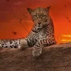 Puzzle Humboldt: Leopard at sunrise