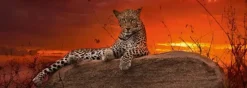 Puzzle Humboldt: Leopard at sunrise