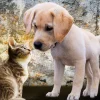 Puzzle Kitten and Puppy