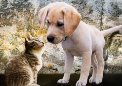 Puzzle Kitten and Puppy