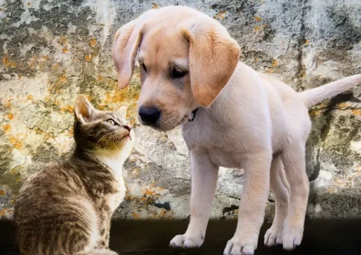 Puzzle Kitten and Puppy