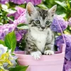 Puzzle Kitten in basket 1500