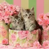 Puzzle Kitten with roses