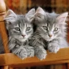 Puzzle Kittens II 2