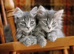 Puzzle Kittens II 2