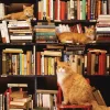 Puzzle Kníhkupectvo Gotham Cats