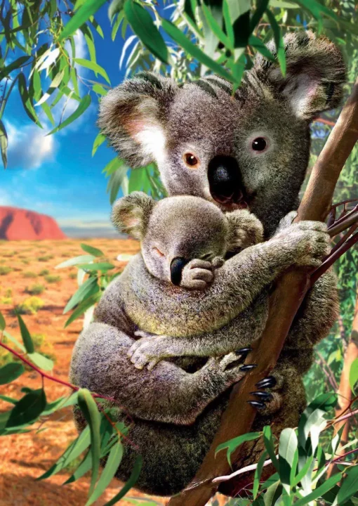 Puzzle Koala and cub