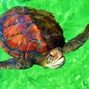 Puzzle La Réunion - Tortue de Mer
