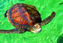 Puzzle La Réunion - Tortue de Mer