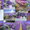 Puzzle Lavender France wooden
