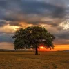 Puzzle Leaves Eclipse