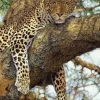 Puzzle Leopard on a tree