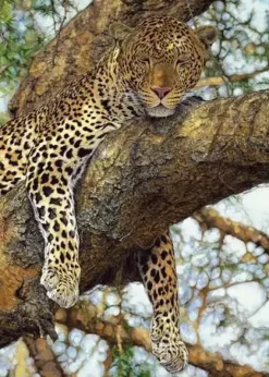 Puzzle Leopard on a tree