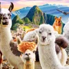 Puzzle Llamas Selfie 1000
