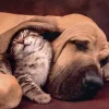 Puzzle Love 500