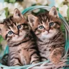 Puzzle Lovely Kitty Twins