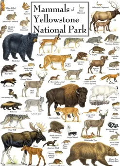 Puzzle Mammals of Yellowstone National Park