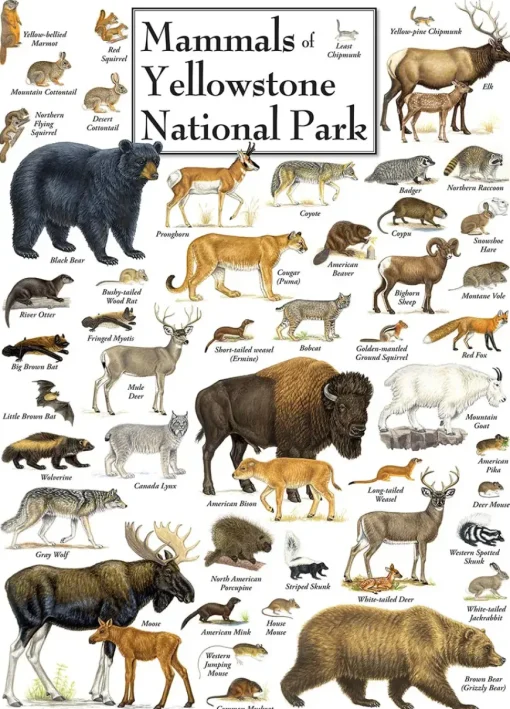 Puzzle Mammals of Yellowstone National Park