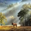 Puzzle Morning greeting panorama