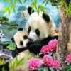 Puzzle Morning panda