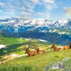 Puzzle Mountain Elks
