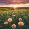 Puzzle Nature Edition: Dandelions in the sunset