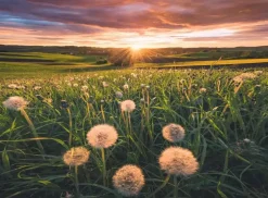 Puzzle Nature Edition: Dandelions in the sunset