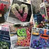 Puzzle NYC flash of flowers