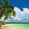 Puzzle Palm trees in paradise